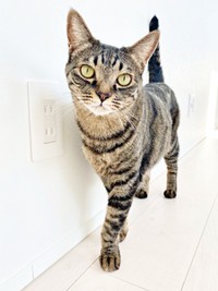 スラッとしたスタイルがかっこいいワンダーくん（画像提供：キャットアパートメントコーヒーさん）