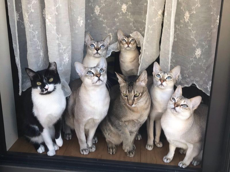 後から来た保護猫や三井家で産まれた猫たちと、モモちゃんは右端