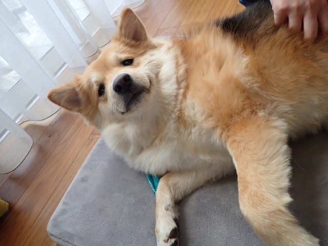 こちょこちょされて気持ちよさそう？(さかぐちまやさん提供）