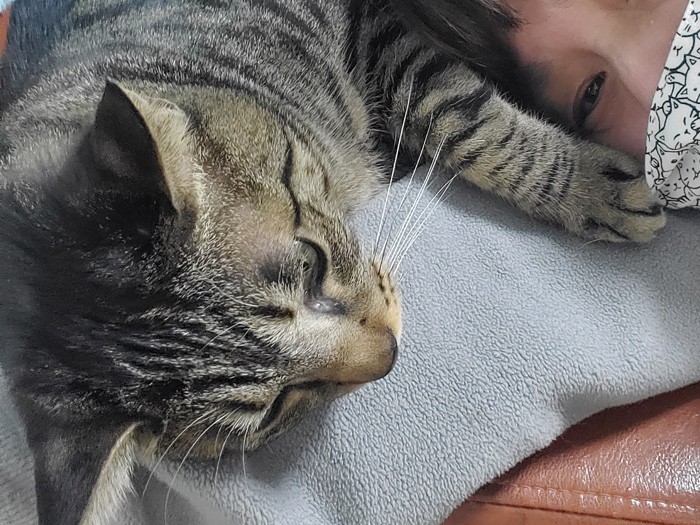 「今日もいるんだにゃ、べたべたしよう…」