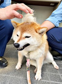 交番でおまわりさんと交流する、あんずちゃん（画像提供：すづきさん）
