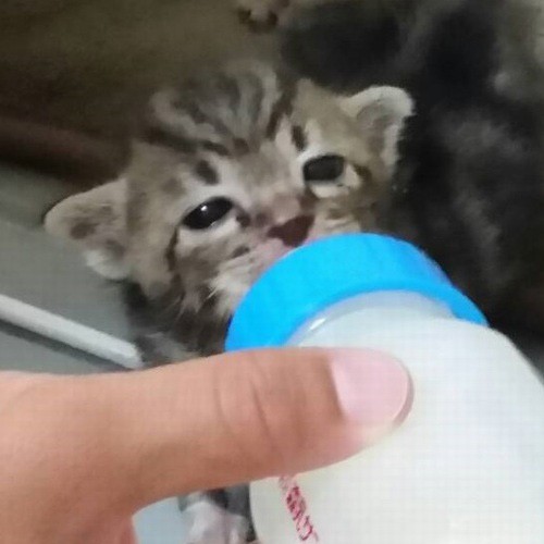 元気いっぱい！ミルクを飲むこてつ