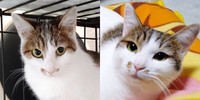 お迎え直後（左）と現在（右）。ガラリと表情が変わったミルちゃん（画像提供：こうめさん）