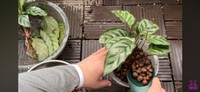 ハイドロボールを入れて植え替えしていく／「くまパン園芸 KOBI's Houseplants Life」（@kumapan）提供