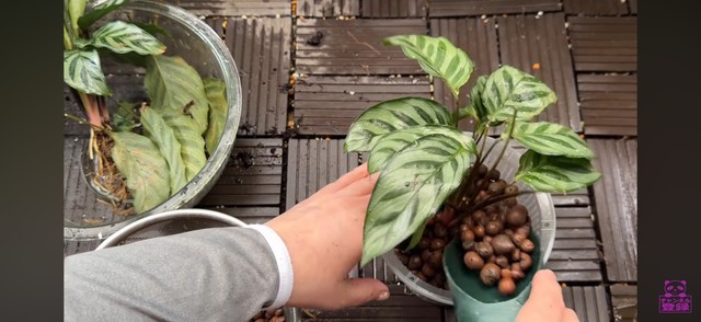 ハイドロボールを入れて植え替えしていく／「くまパン園芸 KOBI's Houseplants Life」（@kumapan）提供
