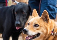 元保護犬でピースワンコ初の災害救助犬として知られた雪之丞（写真手前）とルーク（写真奥）