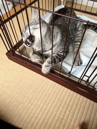 ケージと戦う？＝sachie717さん提供