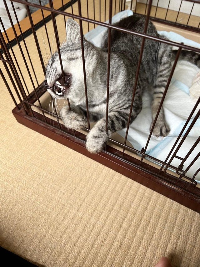 ケージと戦う？＝sachie717さん提供