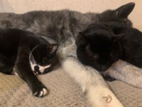 みんな一緒だと安心だにゃ