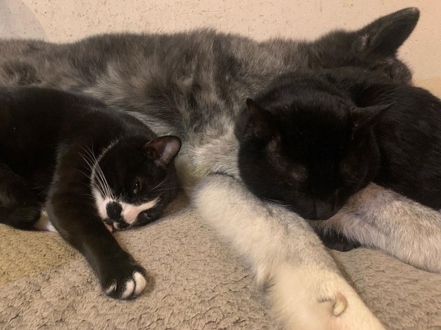 みんな一緒だと安心だにゃ