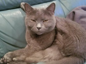 まだ眠い　寝起きで毛づくろい中のシャルトリュー「ルイス」