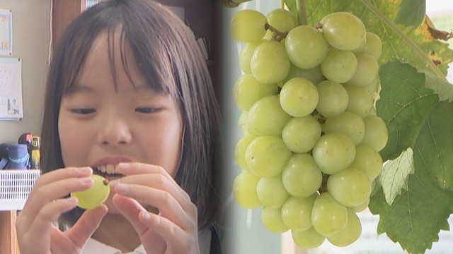 マスカット・オブ・アレキサンドリアの食育授業　妹尾小学校　岡山・南区妹尾