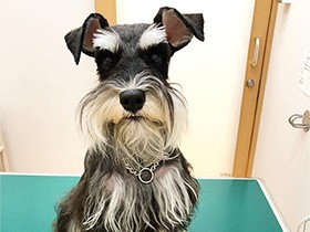 音の鳴るおもちゃが大好き　ミニチュアシュナウザーの「カイザー」