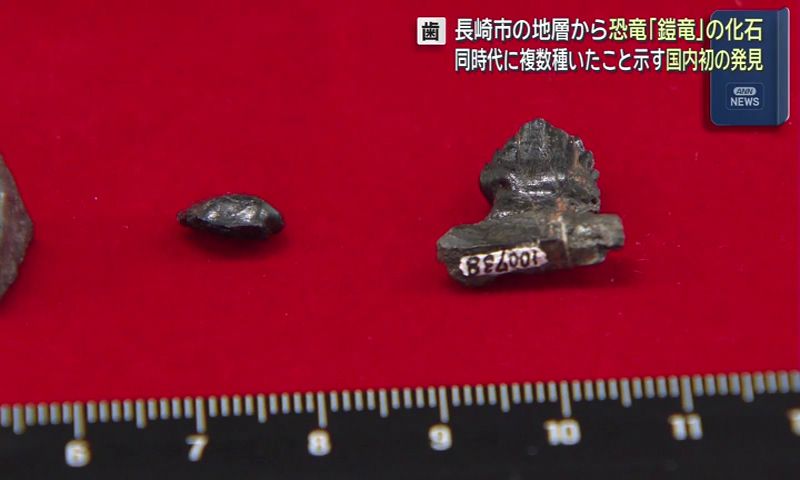 長崎市で恐竜・鎧竜の歯の化石発見 同時代に複数種いたことを示す国内