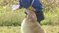 犬種や体の大きさはさまざま、約40匹の犬が参加　岡山県警の嘱託犬の審査会