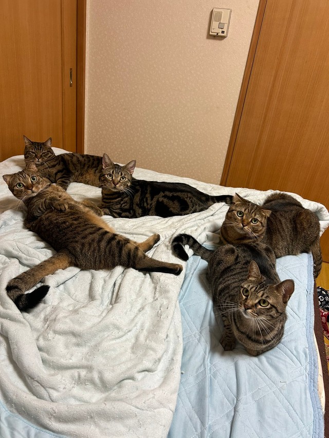 寝床までみんなで仲良く集まる猫ちゃんず（提供：はるとさん）