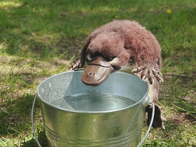 まるでお水を飲んでいるみたい！（Lilacoo（らいらっくー）さんのTwitterより）