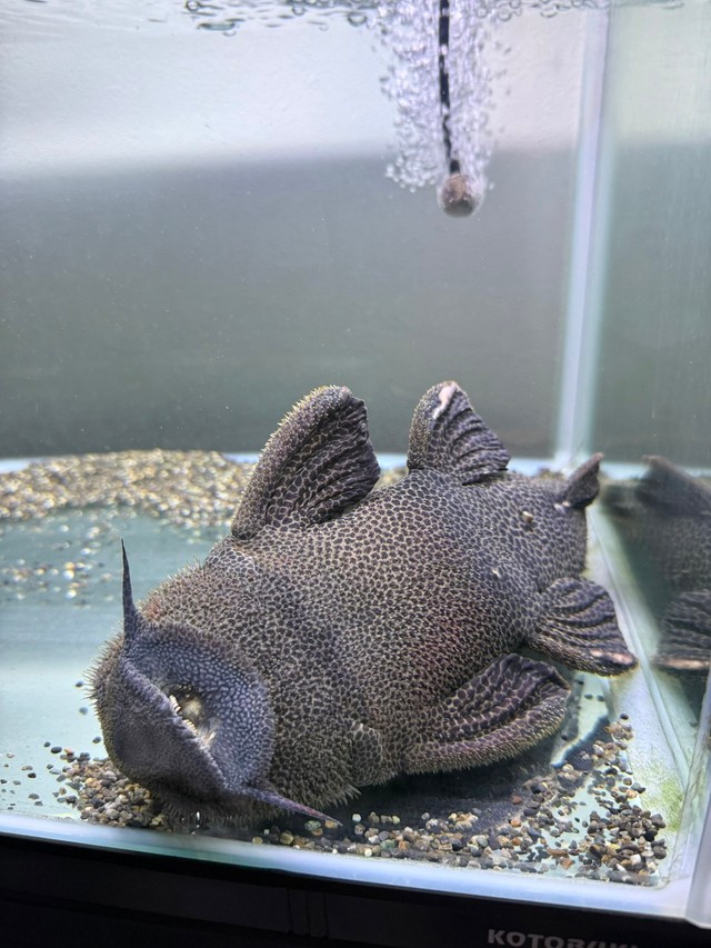 ナマズのリラックスした寝姿/ちゃんつるさん（@chantsuru_aqua）提供