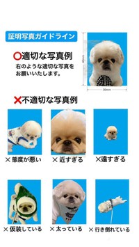飼い主さんが作成した「証明写真のNG例」（画像提供：てんてんの毎日さん）