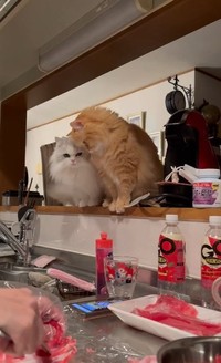 「ボクも食べたい」