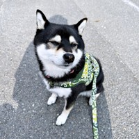 散歩中の「おすわり」は日々のルーティンーーたそがれる蘭ちゃん（画像提供：柴犬 蘭さん）