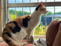 ハンデがあるオス三毛猫、ダイソン空気清浄機にマーキング