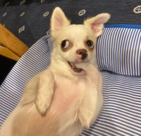 オホー（提供：管狐さん）