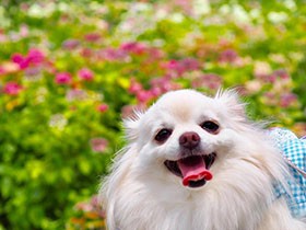 おじいちゃんと花を見に行って笑顔のポメラニアン、「メル」