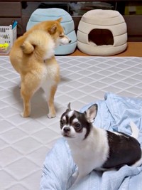 飼い主さんを見上げるいくらちゃん（画像提供：林さん）