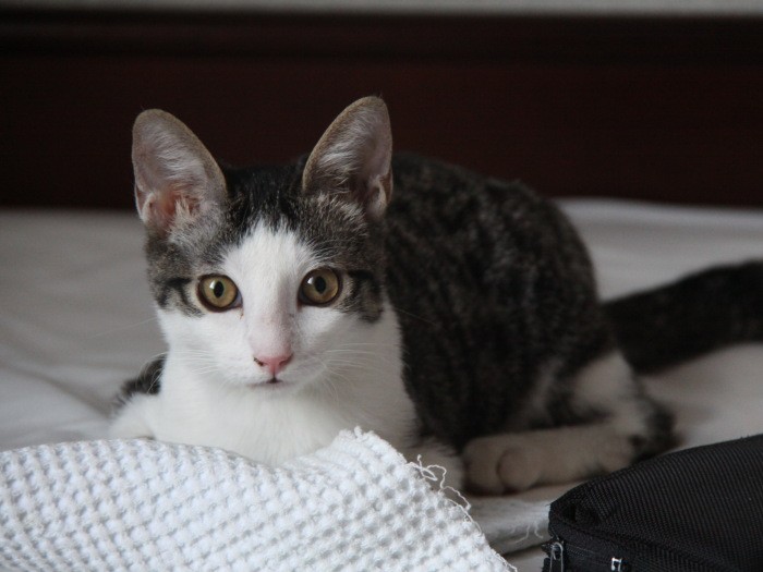 自動車工場生まれのジージョ。我が家に来たばかりの赤ちゃん時代