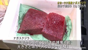 クジラの王様ナガスクジラ　仙台市中央卸売市場で初めての競り　最高値１キロ３０万円