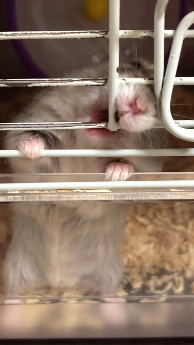 「一生ケージをかじってる」の実写（提供：遊ハちさん）