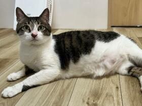 パナソニック保護犬猫譲渡会　NPO法人猫の森から参加予定の猫たち（９） 