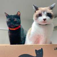 同居している黒猫のクロロちゃんと一緒に過ごすぽんちゃん（画像提供：マミ太郎さん）