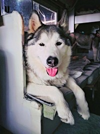 家族でキャンプに向かうハウルくん（画像提供：ゆきまるさん）