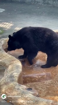 普段のルビーの様子（大森山動物園の公式インスタグラムから）
