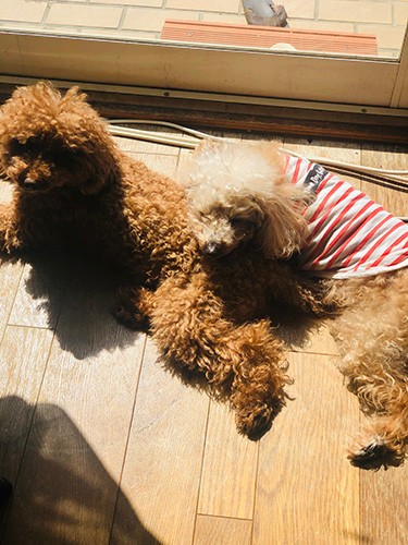 「ねえコアちゃん」「なあにコナちゃん」「しあわせって、日だまりみたいにあったかだったのね」「うん、僕の背中もあったかでしょ」（理恵さん提供）