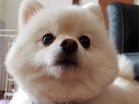 おやつがほしくて高速ハイタッチ　ポメラニアンの「ヴァニラ」