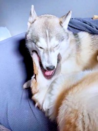 妹・ラルフちゃん（下）の舌を舐める兄・グレイくん（上）（画像提供：グレイ ラルフさん）