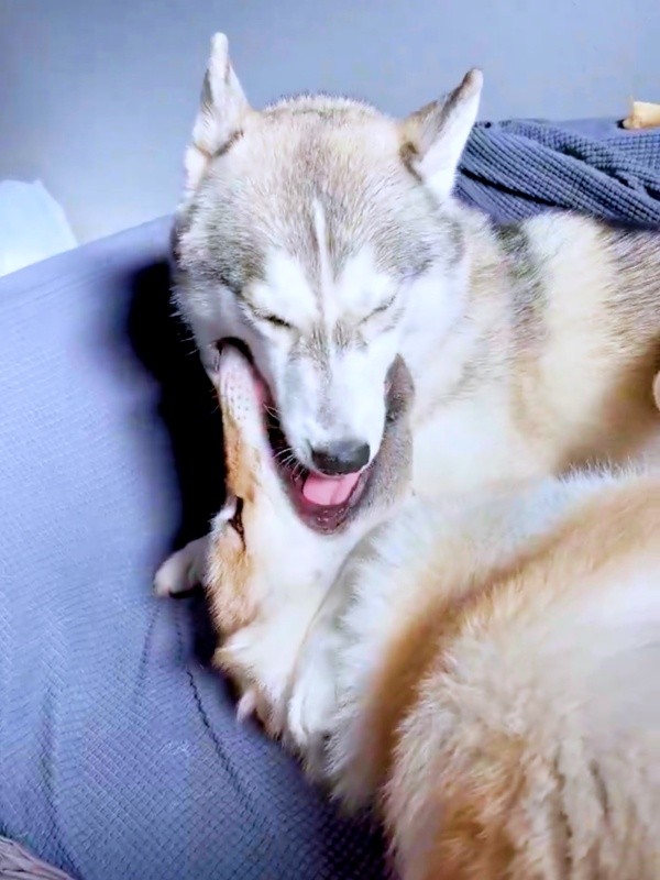 妹・ラルフちゃん（下）の舌を舐める兄・グレイくん（上）（画像提供：グレイ ラルフさん）