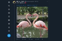 ２羽のフラミンゴでハート形を撮影した「奇跡の一枚」（4月26日20:30時点、松江フォーゲルパークのTwitterスクリーンショット）