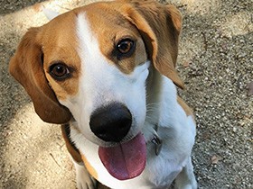 早朝のドッグラン、たっぷり遊んだね　ビーグルの「徳久太郎」