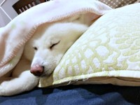 毛布をかぶってすやすや眠るまゆちゃん（画像提供：秋田犬まゆさん）