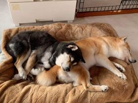 「最期はあたたかな腕の中で」　老犬シェルターへの寄付STORY