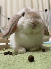 可愛いけど、フンは付き物＝まふぃん君さん（@LopMuffin）提供
