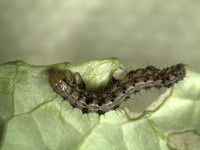 幼虫が食害「オオタバコガ」が平年の5倍近く発生　香川県全域に注意報発令