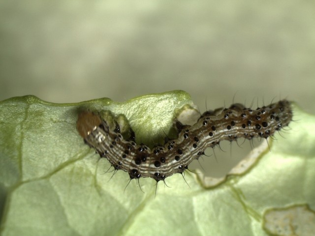 幼虫が食害「オオタバコガ」が平年の5倍近く発生　香川県全域に注意報