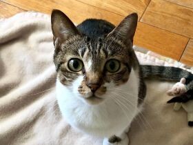 普段はツンデレだけど　遊びたいときにひつじさんを持って来る、ミックス猫「ニカ」