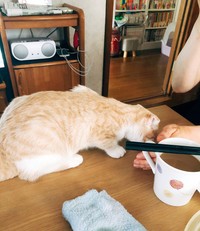 猫との温かい触れ合いも思い出す実家でのワンシーン（画像提供：相澤いくえさん）