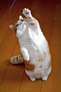 二足立ちになって遊ぶDecoくん（画像提供：ようめいさん）